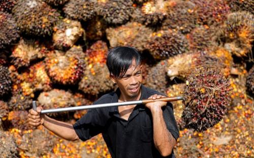 Harga Minyak Sawit (CPO) Naik Tajam 3 Persen, Tembus Level MYR4.300