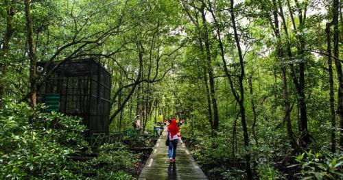 Inilah Deretan Wisata Mangrove di Indonesia yang Wajib Dikunjungi