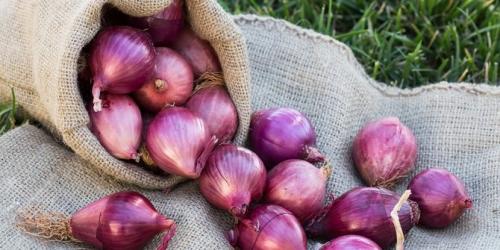 Kisah Sukses Bawang Merah, Petani Milenial Cuan Ratusan Juta Berkat Holtikultura