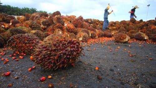 Pacu Hilirisasi, Kemenperin Dukung Riset hingga Komersialisasi Produk Sawit