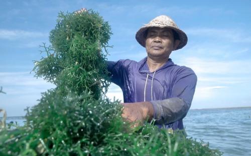 BRI Berdayakan Klaster Usaha Rumput Laut Semaya di Nusa Penida