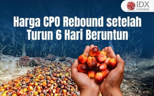 Harga CPO Rebound setelah Turun 6 Hari Beruntun